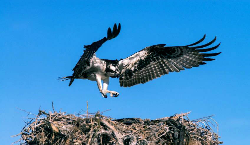 野鳥の生育環境の保護活動